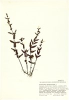 藏品(並頭草)的圖片